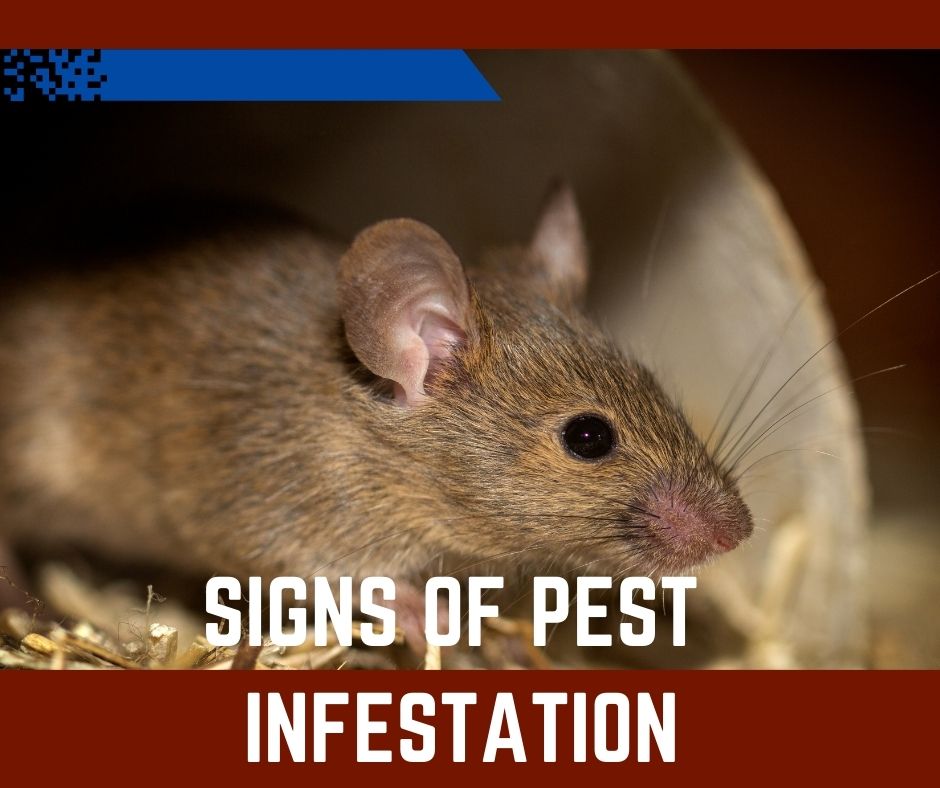 Pest Infestation - G and D Pest Control Services